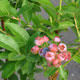 image de Vaccinium