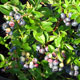 image de Vaccinium