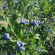 image de Vaccinium