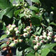 image de Vaccinium