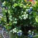 image de Vaccinium