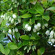 image de Vaccinium