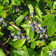 image de Vaccinium