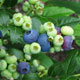 image de Vaccinium