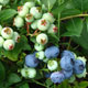 image de Vaccinium