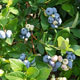 image de Vaccinium