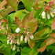 image de Vaccinium