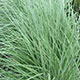 image de Schizachyrium scoparium