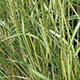 image de Calamagrostis x acutiflora