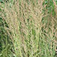 image de Calamagrostis x acutiflora