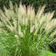 image de Calamagrostis brachytricha