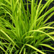 image de Carex elata