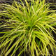 image de Carex oshimensis