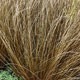 image de Carex buchananii