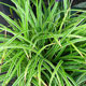 image de Carex morrowii