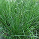 image de Deschampsia  'Bronzeschleier' ou