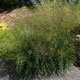 image de Deschampsia