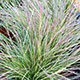 image de Deschampsia cespitosa