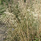 image de Deschampsia caespitosa