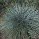 image de Festuca glauca