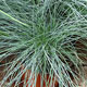 image de Festuca glauca