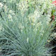 image de Festuca glauca