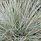 image de Festuca glauca