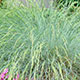 image de Festuca glauca