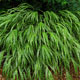 image de Hakonechloa macra