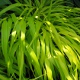 image de Hakonechloa macra