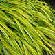 image de Hakonechloa macra