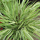 image de Hakonechloa macra