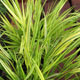 image de Hakonechloa macra