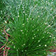 image de Isolepis cernua