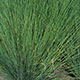 image de Juncus inflexus