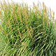 image de Miscanthus sinensis