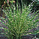 image de Miscanthus sinensis