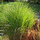 image de Miscanthus sinensis