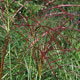 image de Miscanthus sinensis