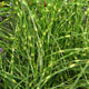 image de Miscanthus sinensis