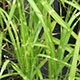 image de Miscanthus sinensis