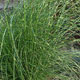 image de Miscanthus sinensis