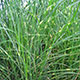 image de Miscanthus sinensis