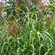 image de Miscanthus sinensis