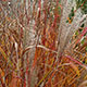 image de Miscanthus purpurascens