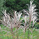 image de Miscanthus sacchariflorus