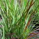 image de Panicum virgatum