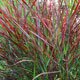 image de Panicum virgatum