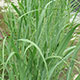 image de Panicum virgatum