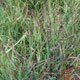 image de Panicum virgatum